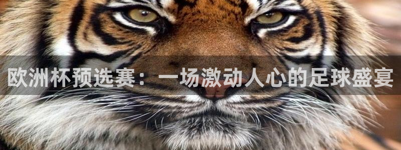 世界杯 直播：欧洲杯预选赛：一场激动人心的足球盛宴